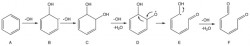 Proposed mechanism of the oxidation of benzene by hydroxyl radicals