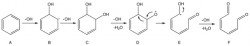 Proposed mechanism of the oxidation of benzene by hydroxyl radicals
